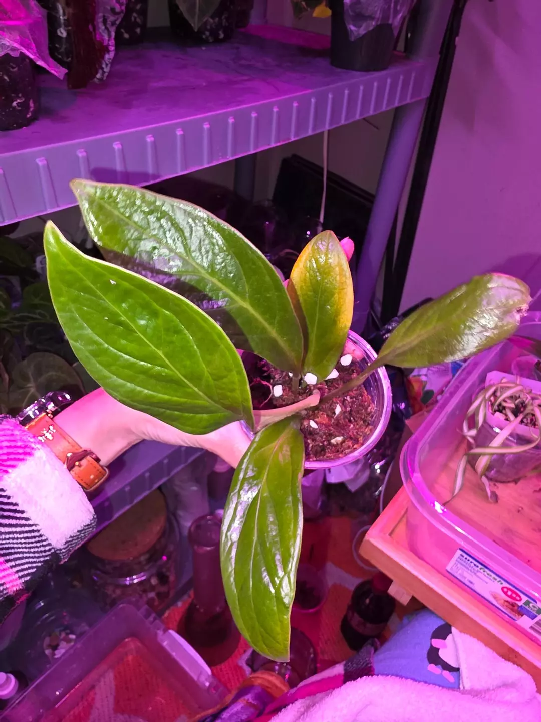 Cobra Anthurium  thumbnail