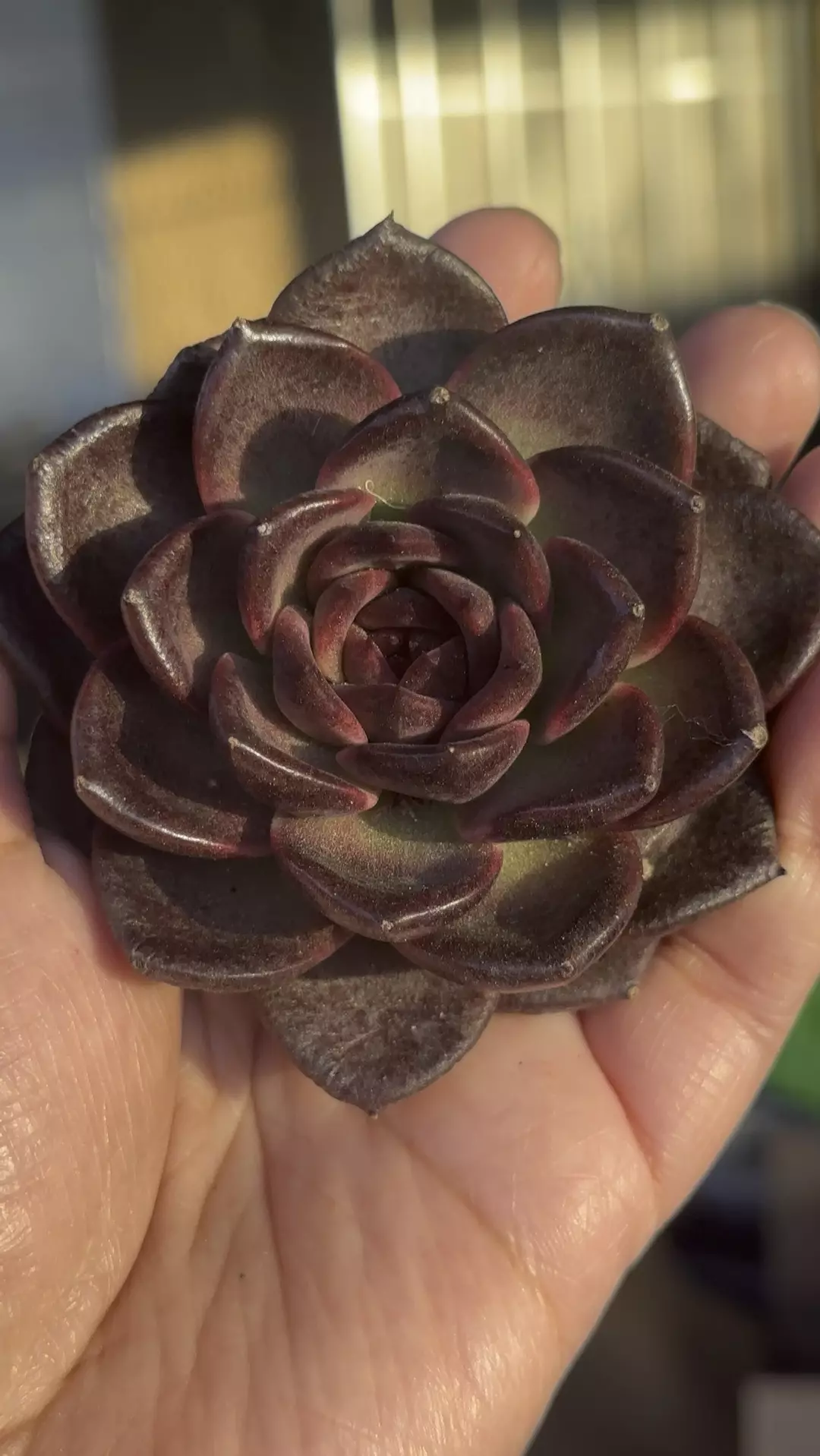 silky silhouette thumbnail