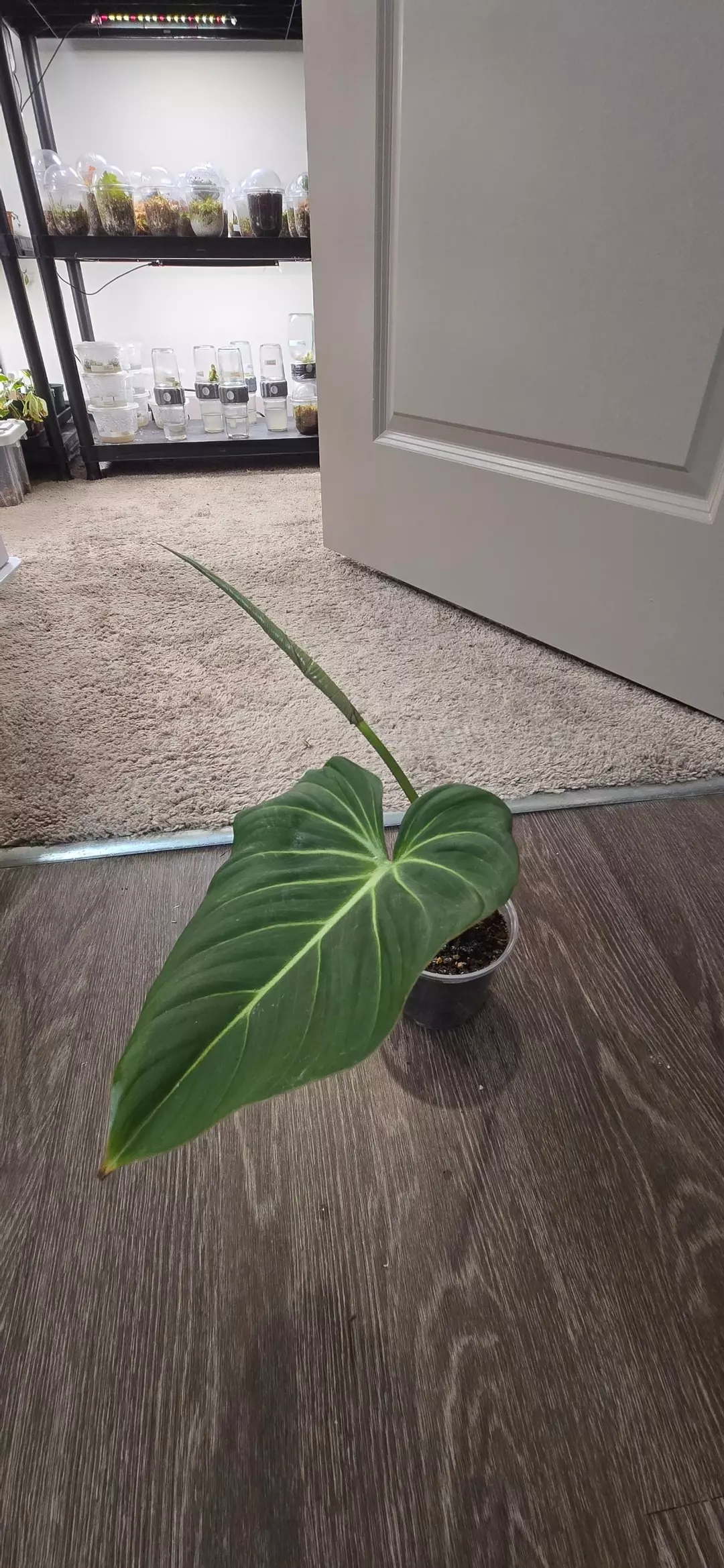 Philodendron Gloriosum thumbnail