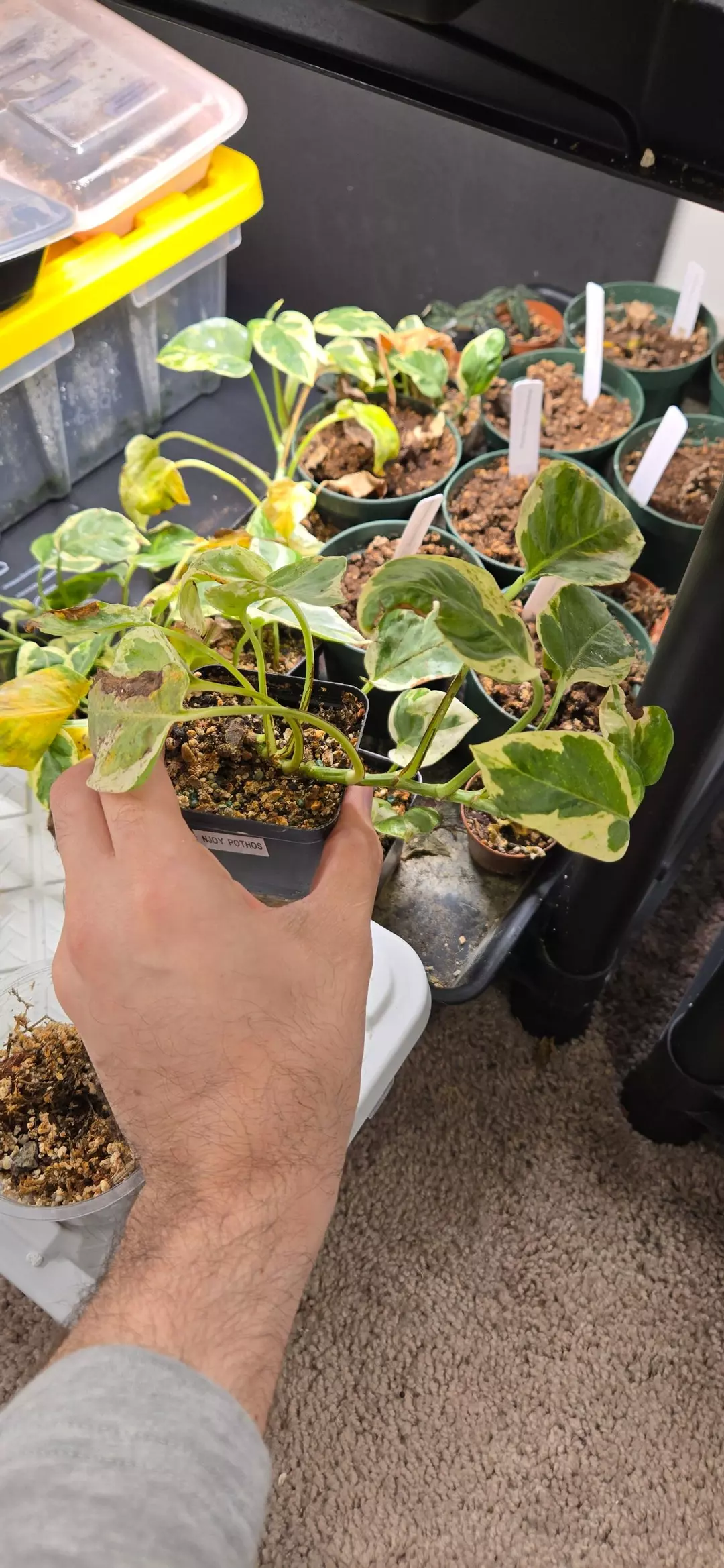 Grower's Choice - Rehab N'Joy Pothos Propogations thumbnail