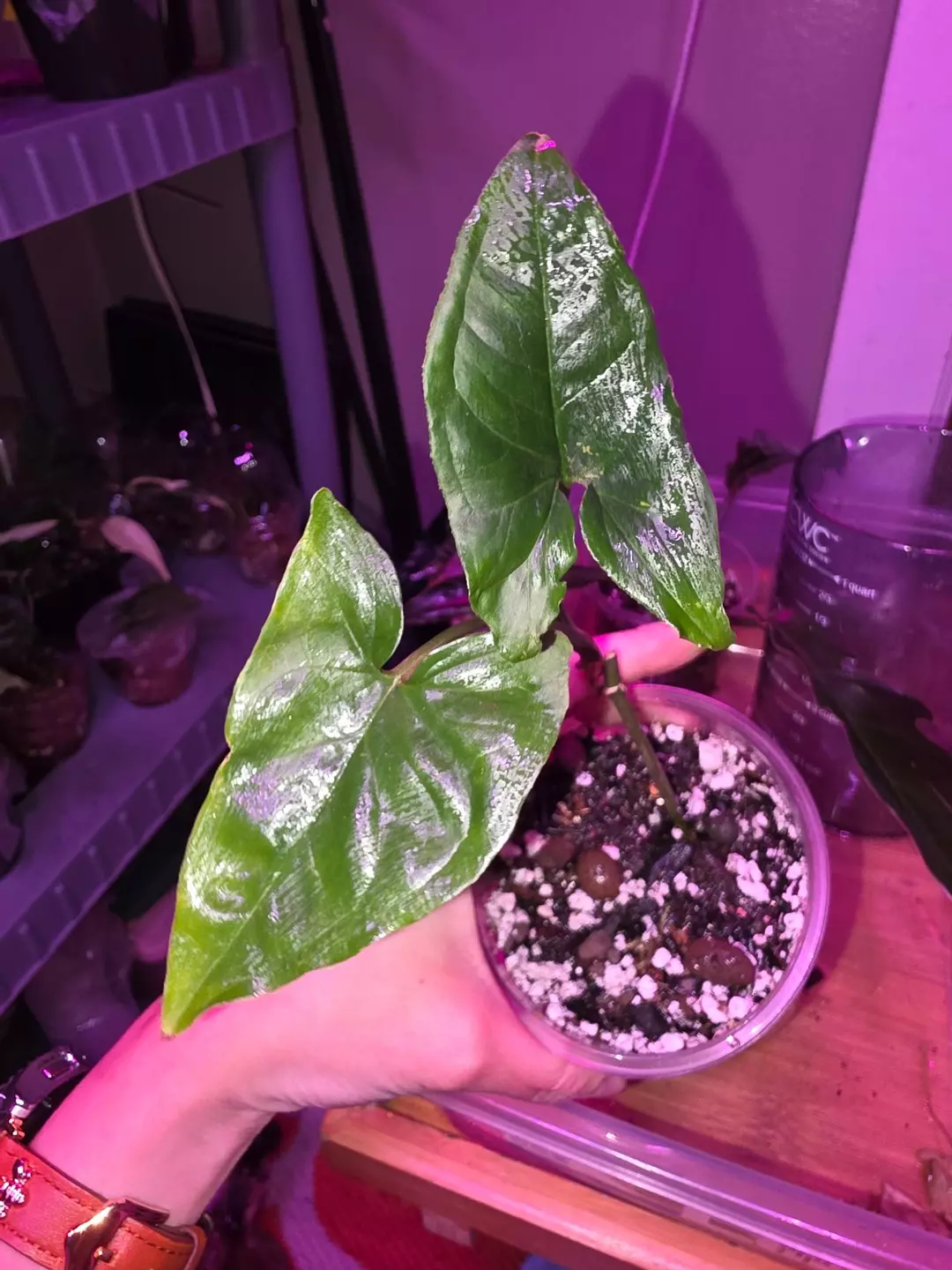 Syngonium  thumbnail