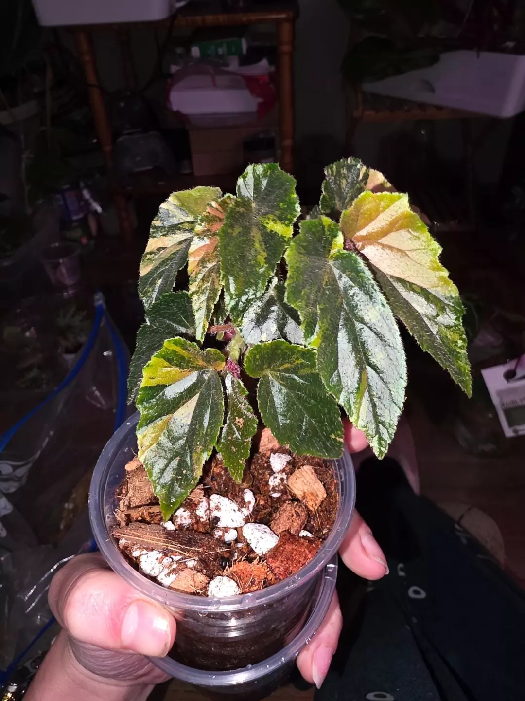 Ginny Galaxy Begonia thumbnail