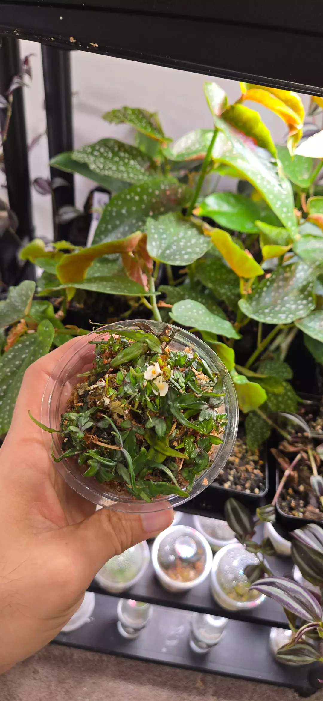 Rooted Begonia Dregei 'Partita' Propogation *GROWER'S CHOICE* thumbnail