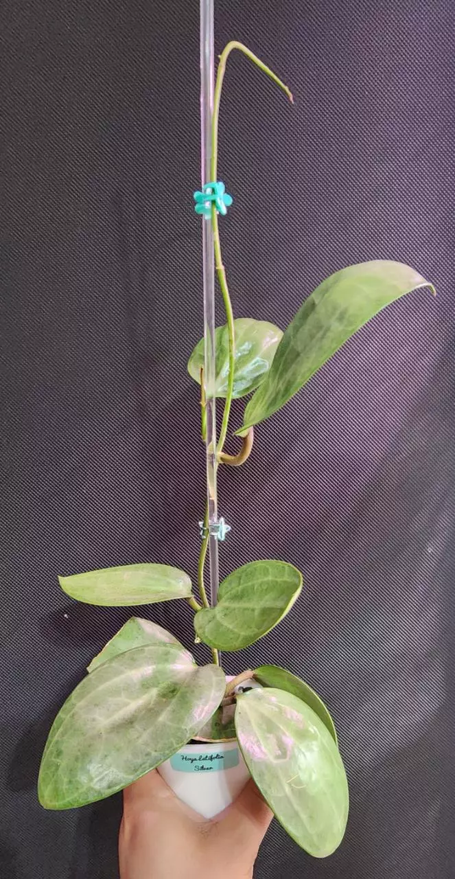 Hoya Latifolia Silver (mother plant) thumbnail