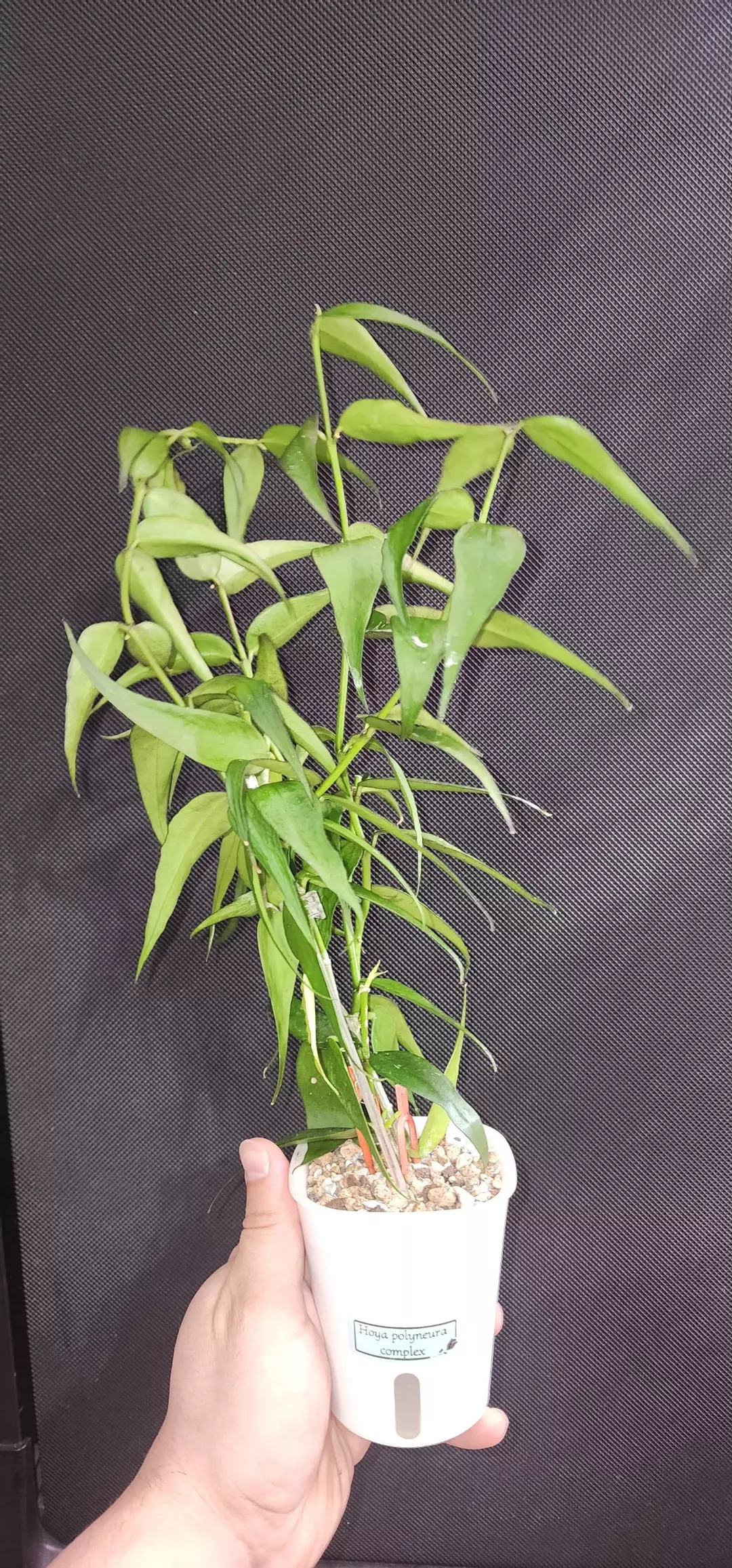 Hoya Polyneura Complex Burmanica (Mother plant) thumbnail