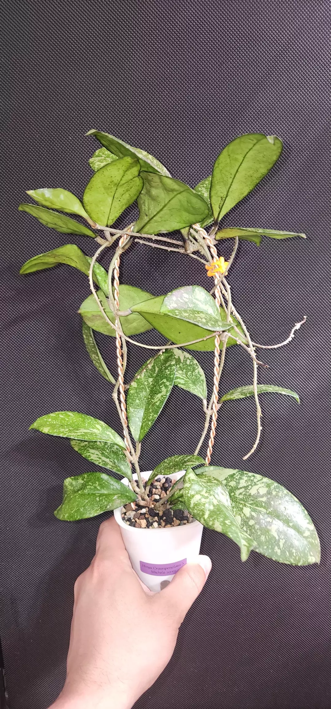 Hoya Crassipetiolata X Michele 10-01 (Motherplant!) thumbnail