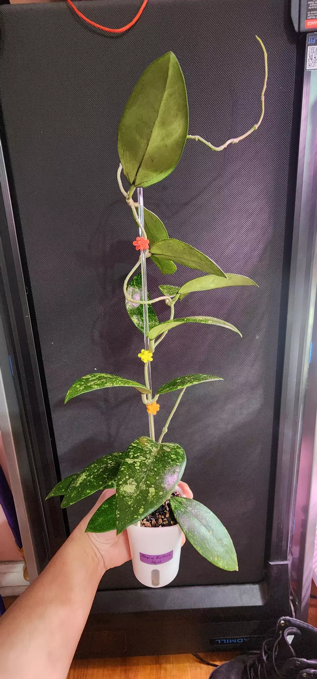 Hoya SP Ko Chang Island (Mother plant) thumbnail