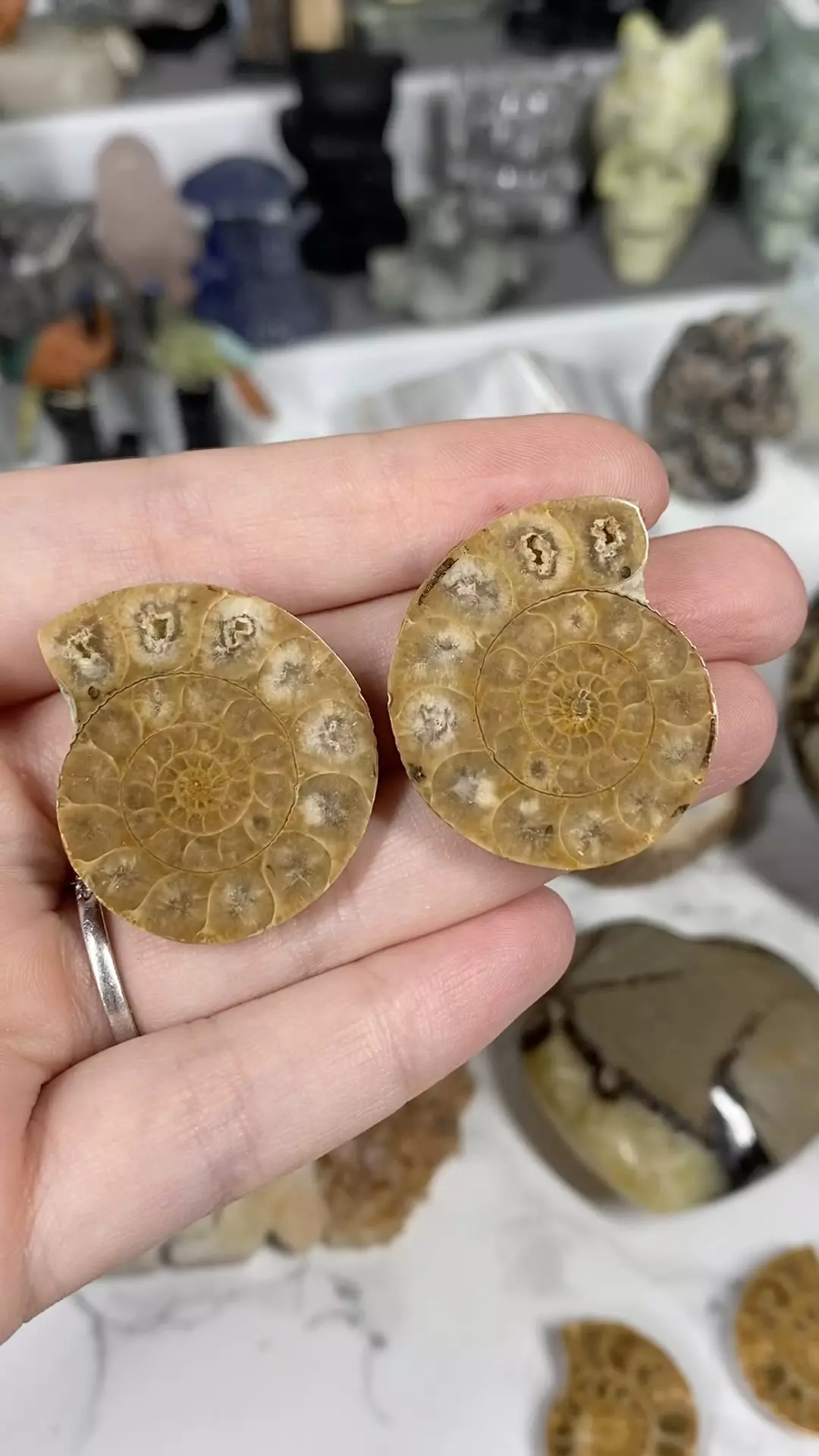 Ammonite pair thumbnail