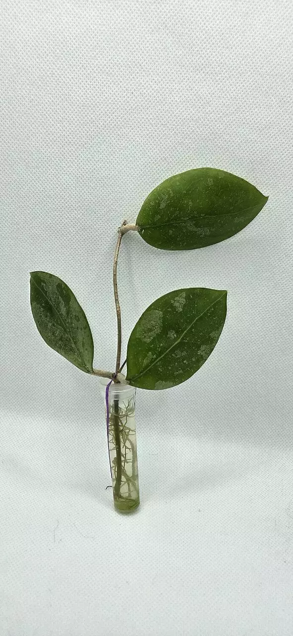 Hoya Erythrostemma Splash thumbnail