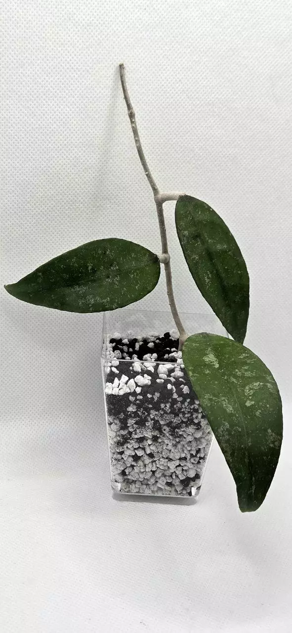 Hoya Finlaysonii Trang Splash thumbnail