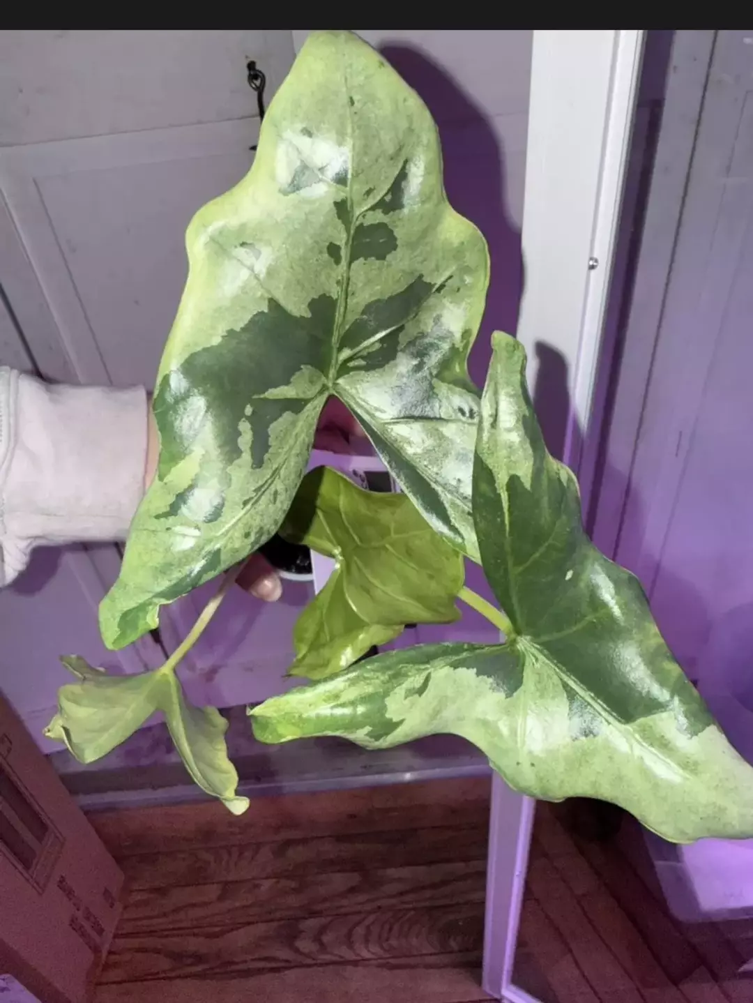 🔥HOT BUY🔥Batwing Mint Silver FULLY SPROUTED CORM (basically a pup) thumbnail