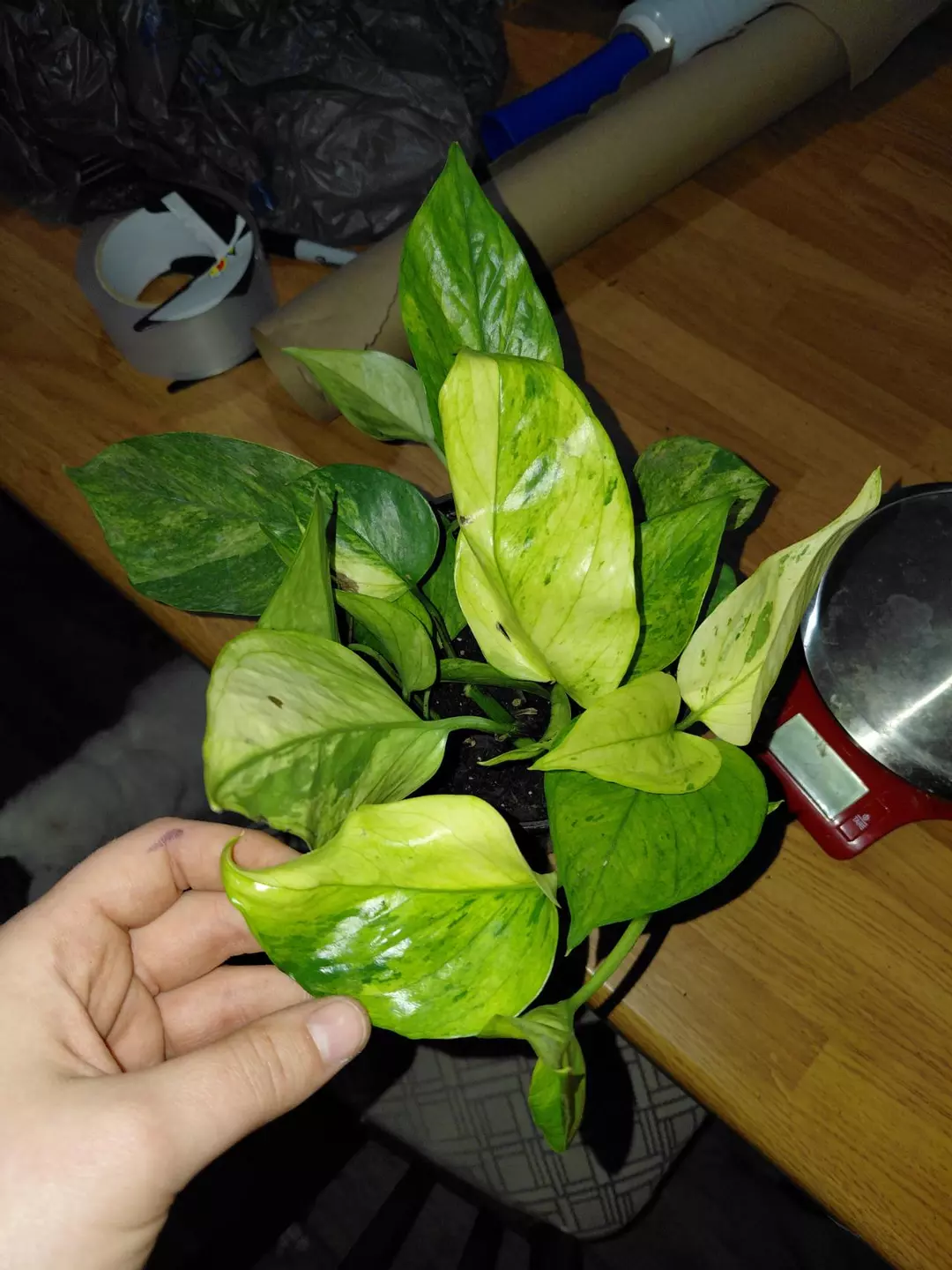 Epipremnum aureum HIGH VARIEGATION GC thumbnail