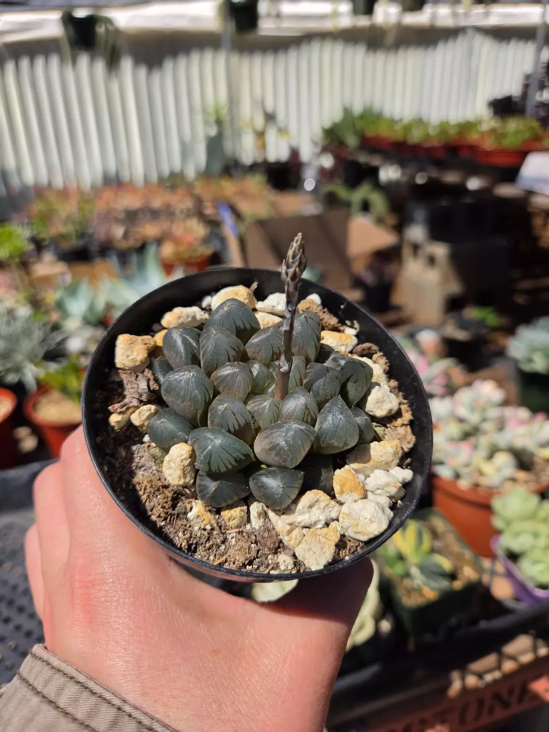 Haworthia cooperi Cristal thumbnail
