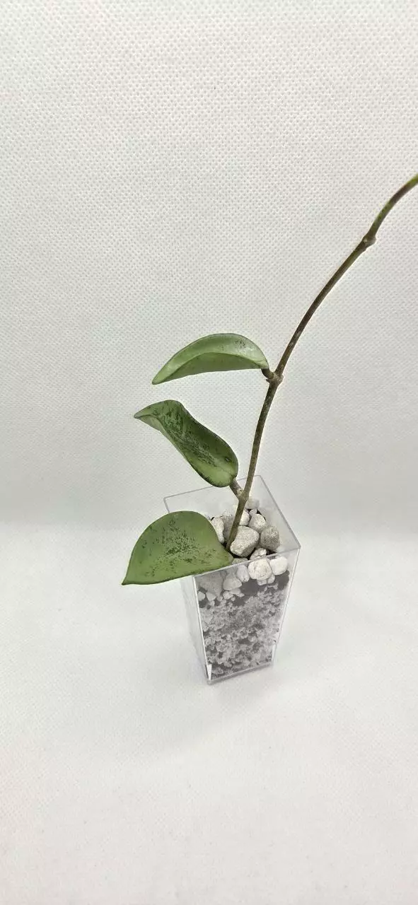 Hoya Spoon Leaf Silver thumbnail
