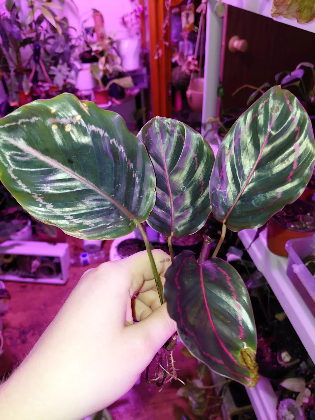 Calathea Dotty thumbnail