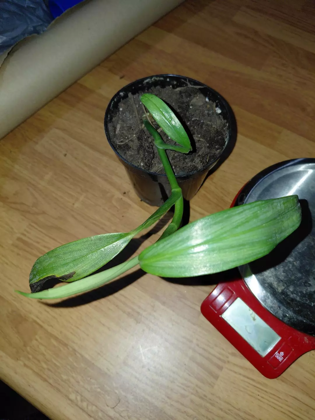 Epipremnum amplissimum Silver Stripe Rehab GC thumbnail