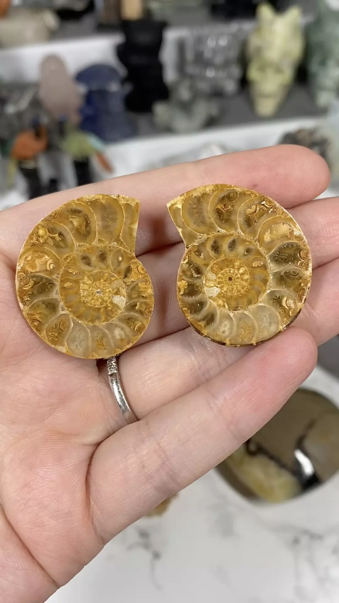 Ammonite pair thumbnail