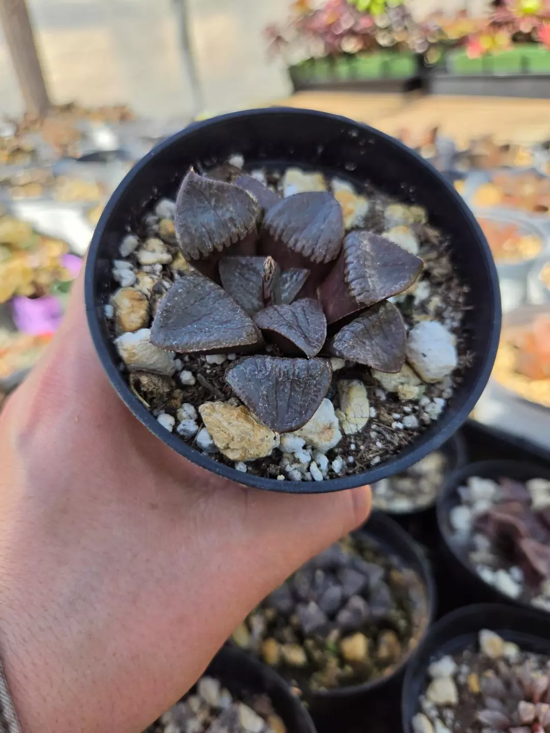 Hawortia sunmoon thumbnail