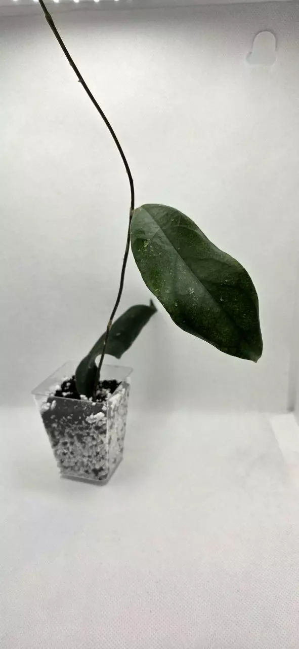 Hoya sp Limbang thumbnail