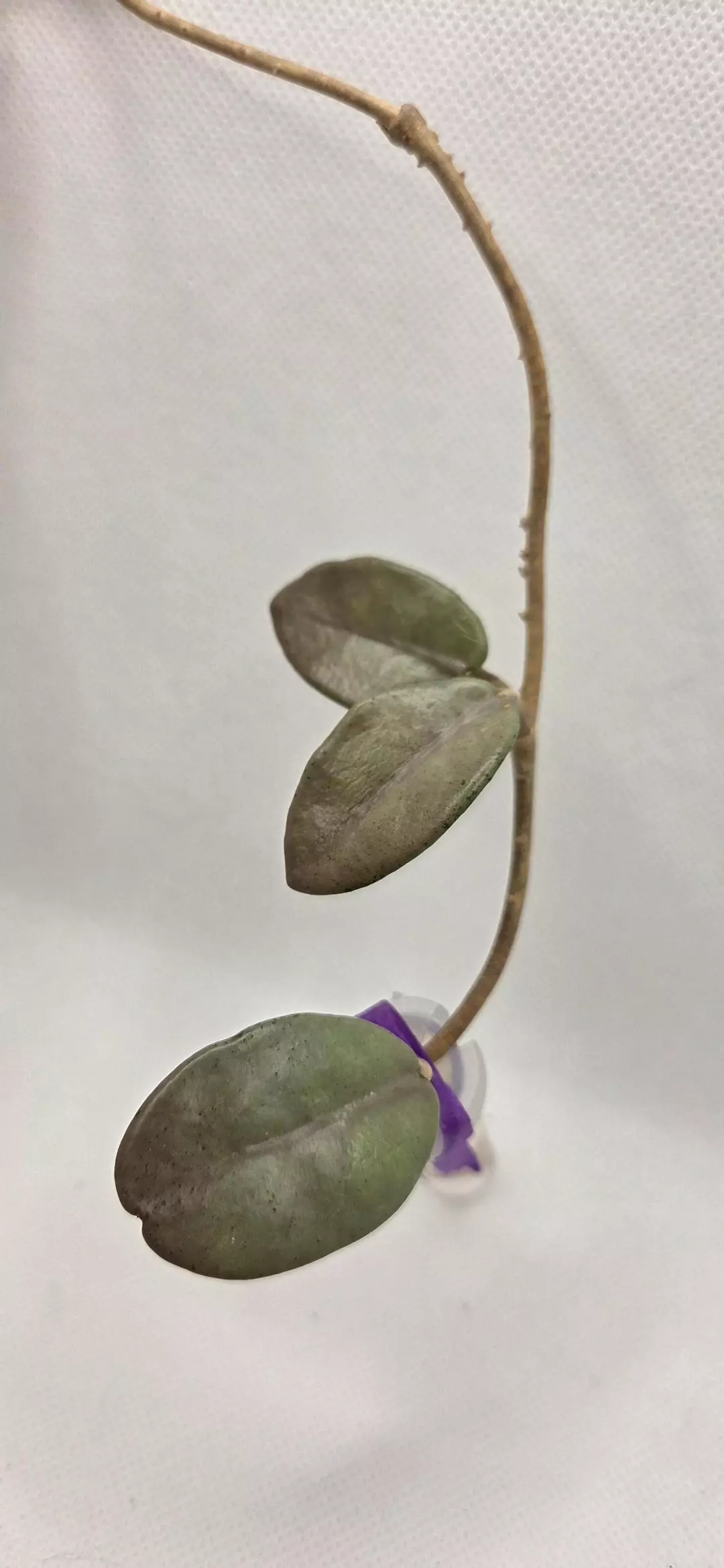 Hoya Wilbur Graves Silver thumbnail