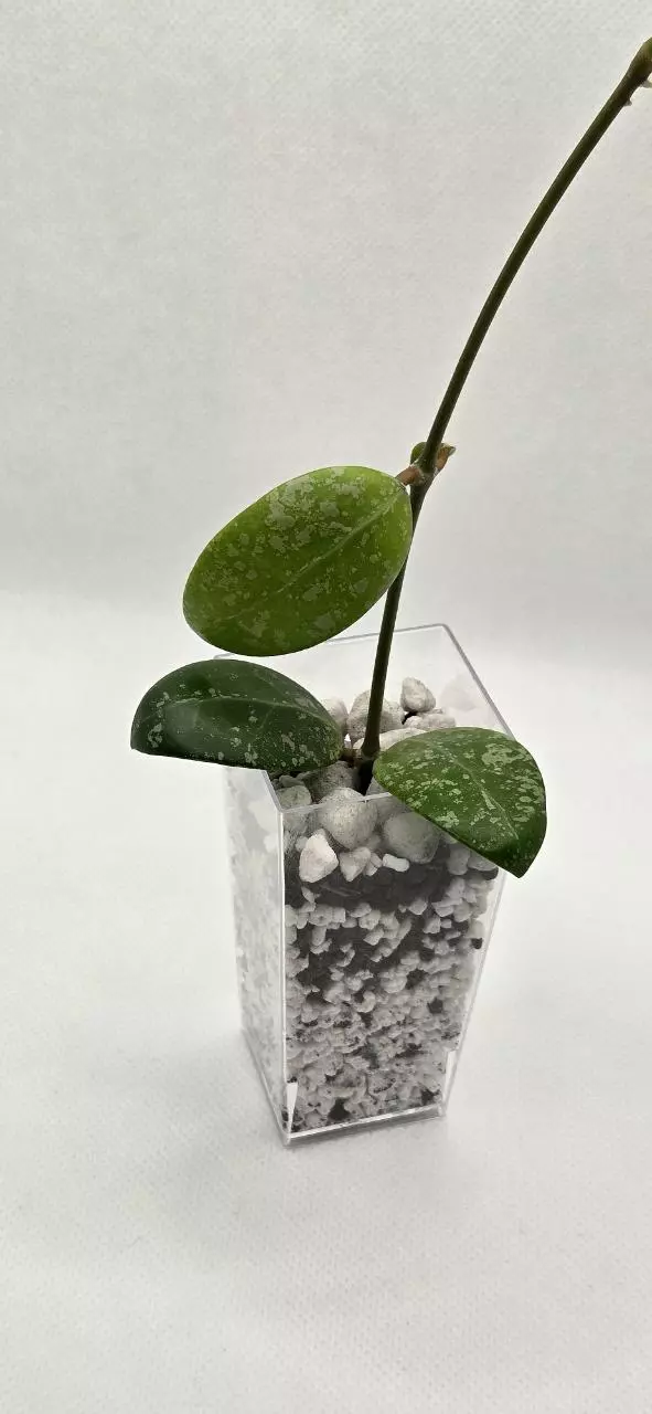 Hoya Phu Yen Splash thumbnail