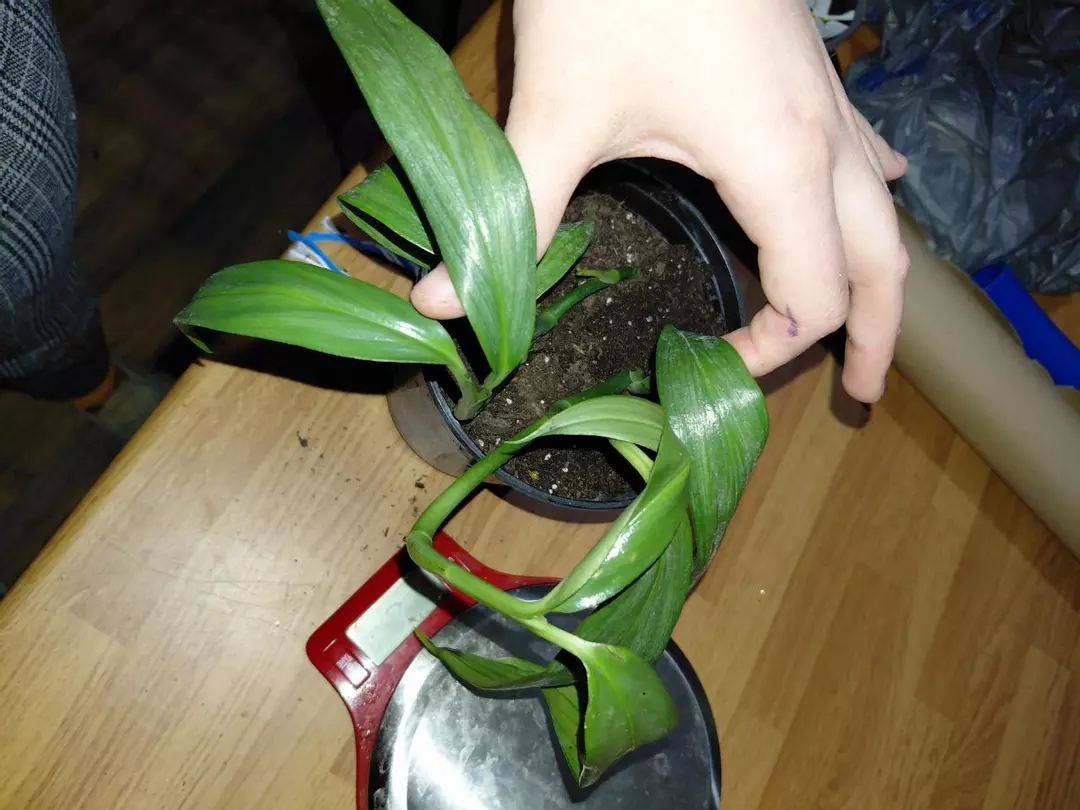 Epipremnum amplissimum Silver Stripe thumbnail