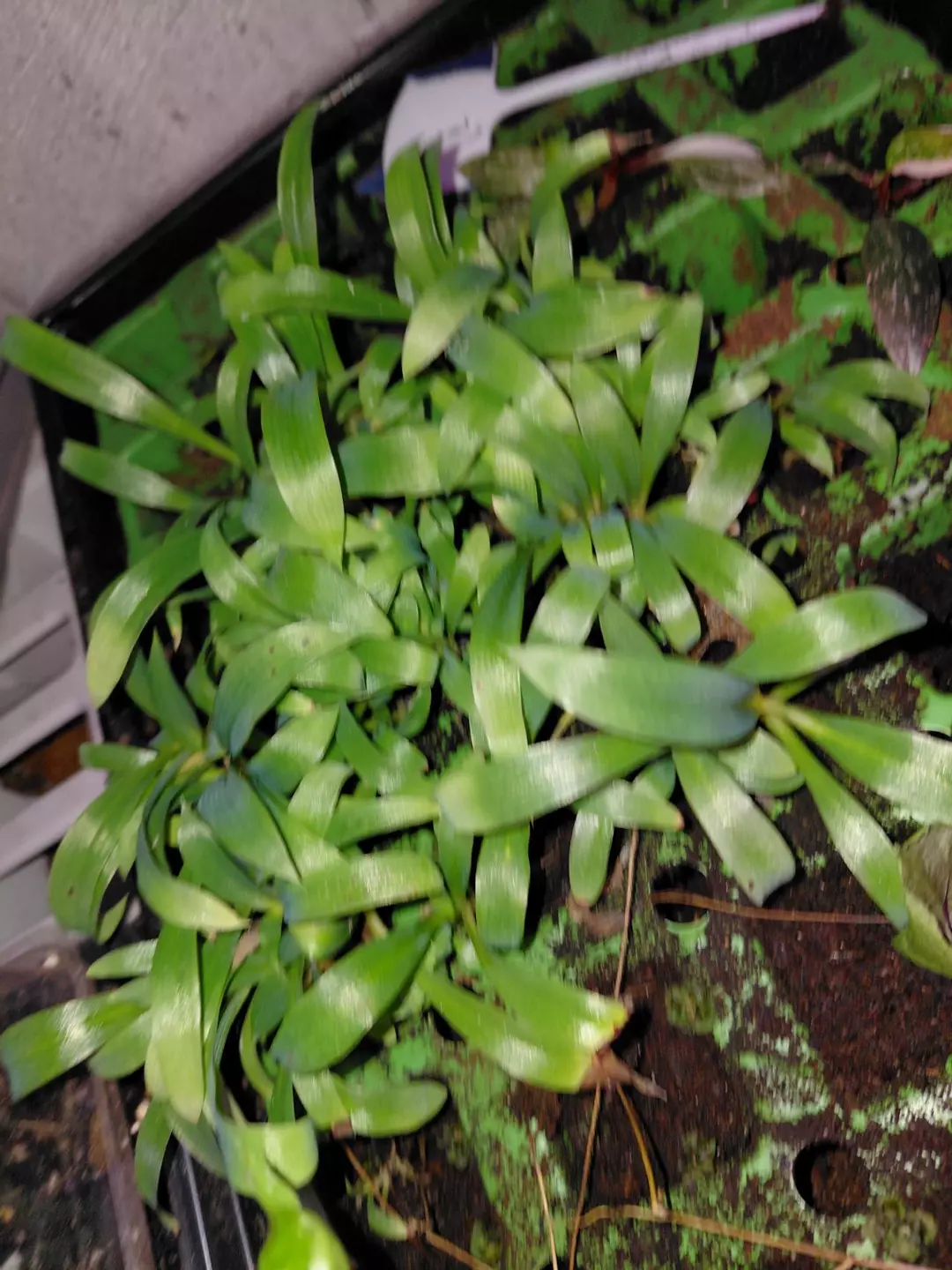 Chlorophytum Fire Flash Seedling Plug GC thumbnail