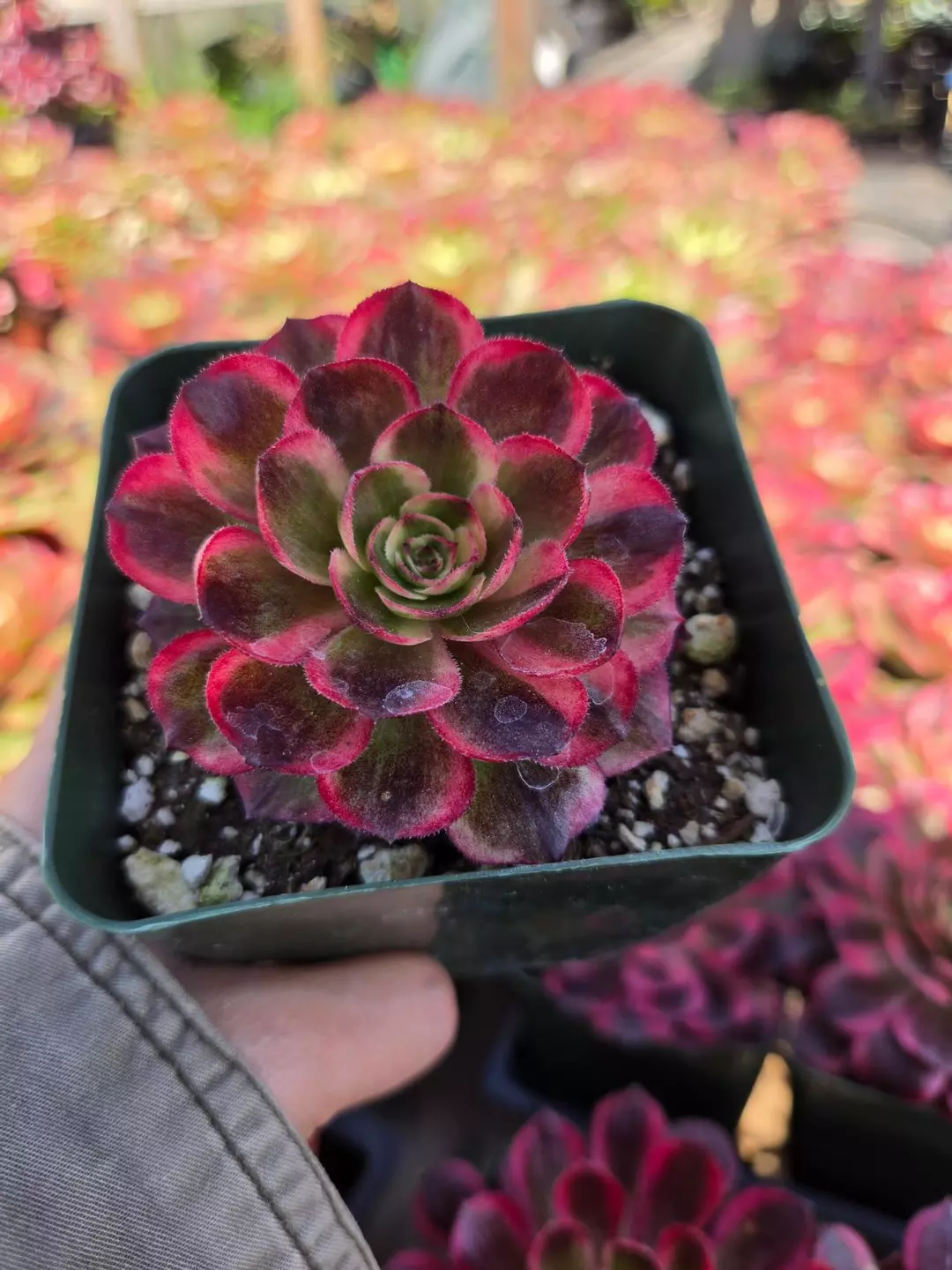 Aeonium something thumbnail