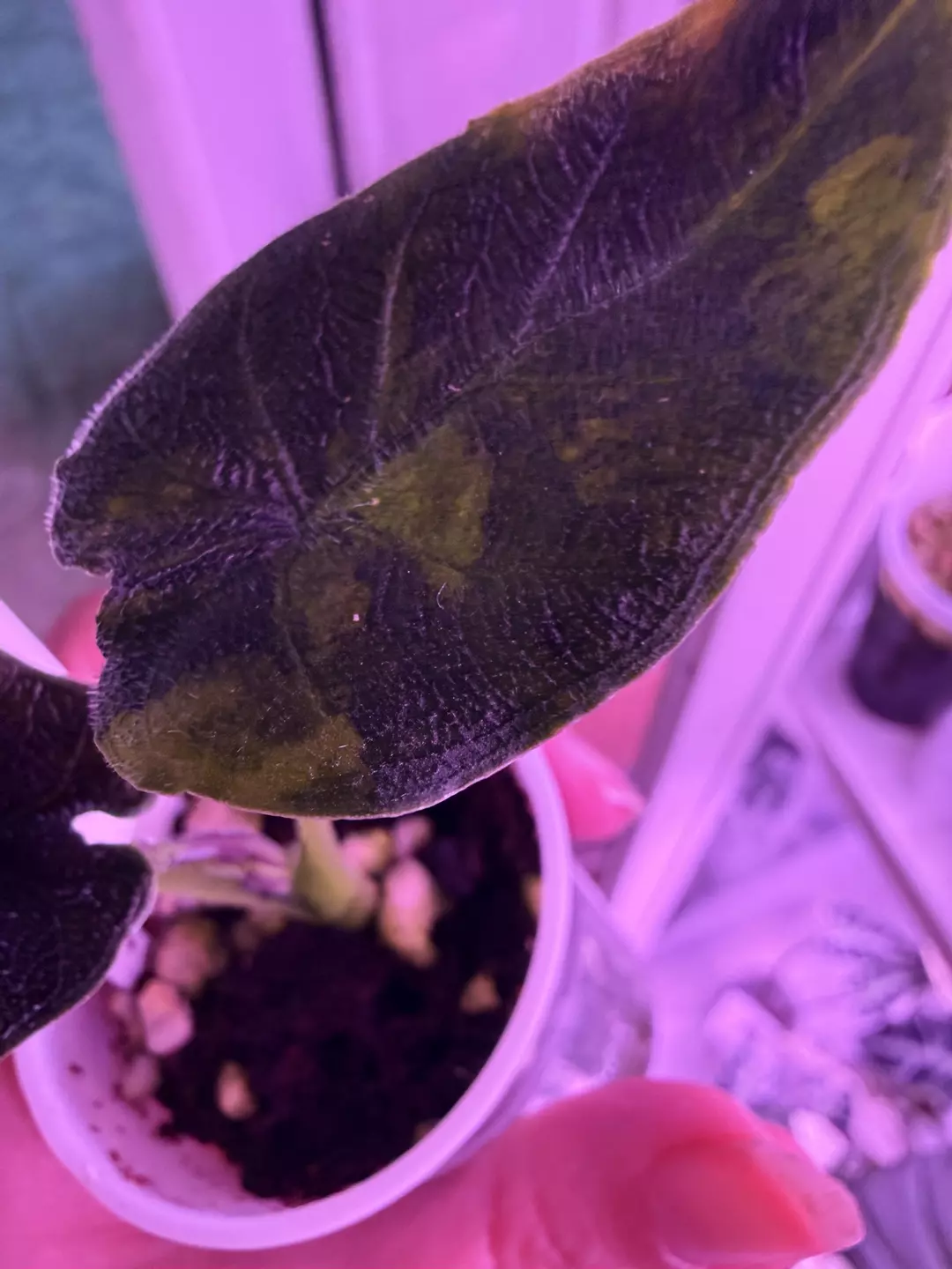 Alocasia Antoro Velvet Aurea thumbnail