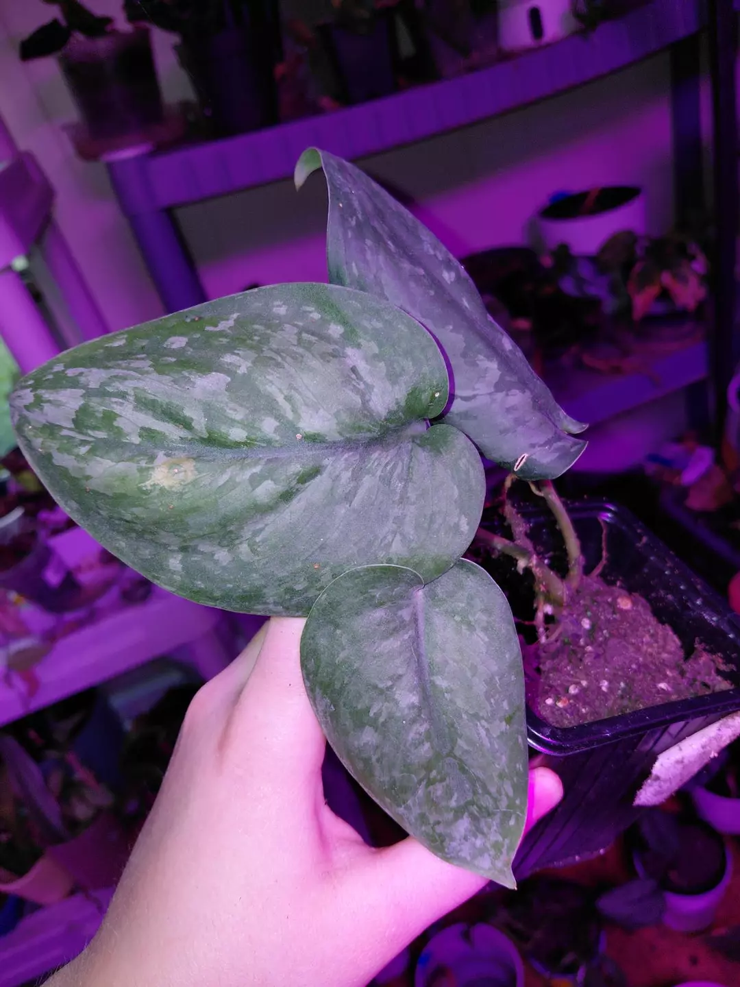 Scindapsus Silver Splash GC thumbnail