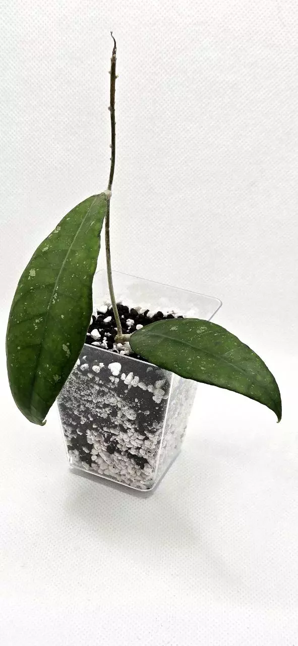 Hoya Clemensiorum 'Nganjuk' thumbnail