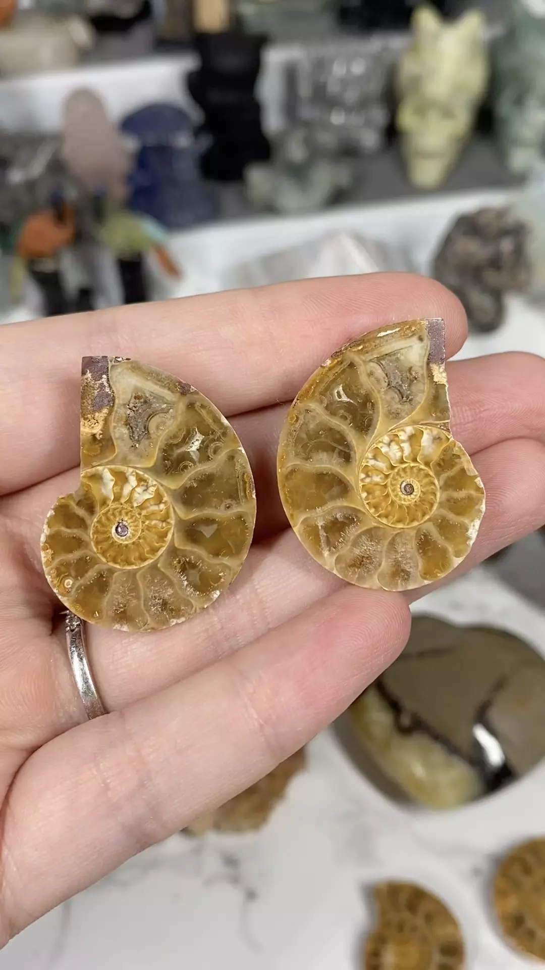 Ammonite pair thumbnail