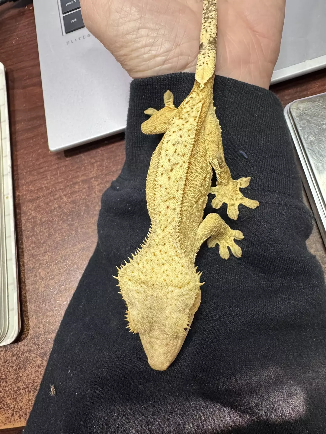 27g NPV Yellow Phantom 50% Het Axanthic thumbnail