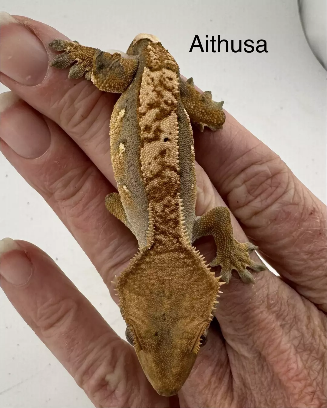 Aithusa NPV 12g  50% het Axanthic, het phantom thumbnail