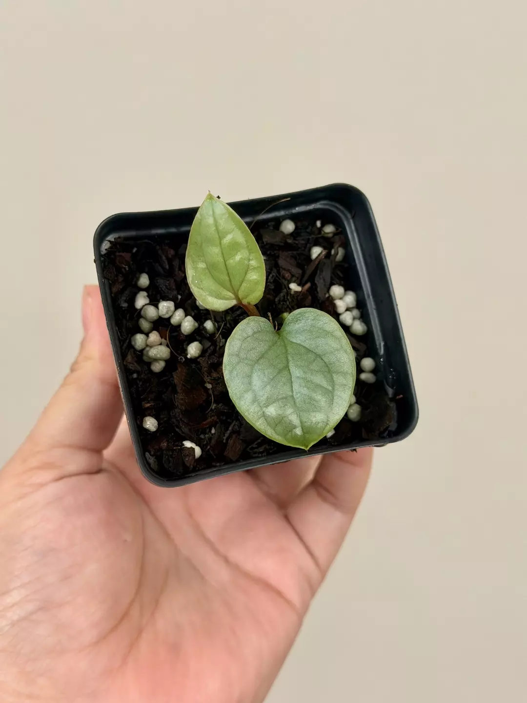 1048 Anthurium Luxurians thumbnail