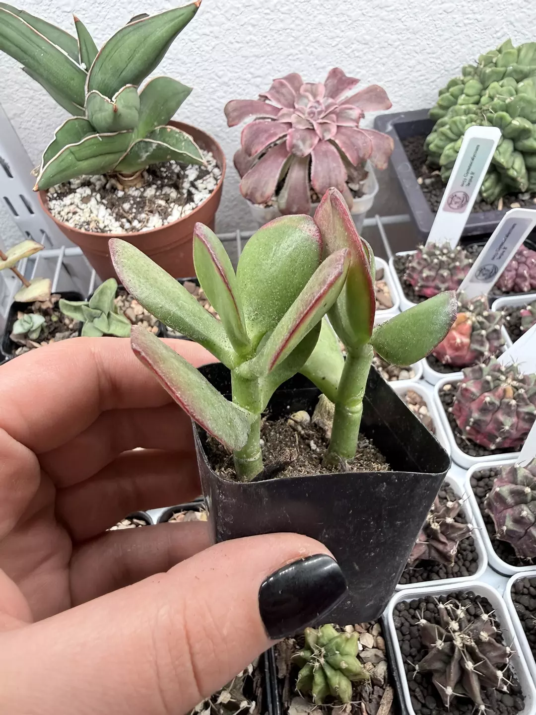 Seller’s Choice Crassula Jade thumbnail