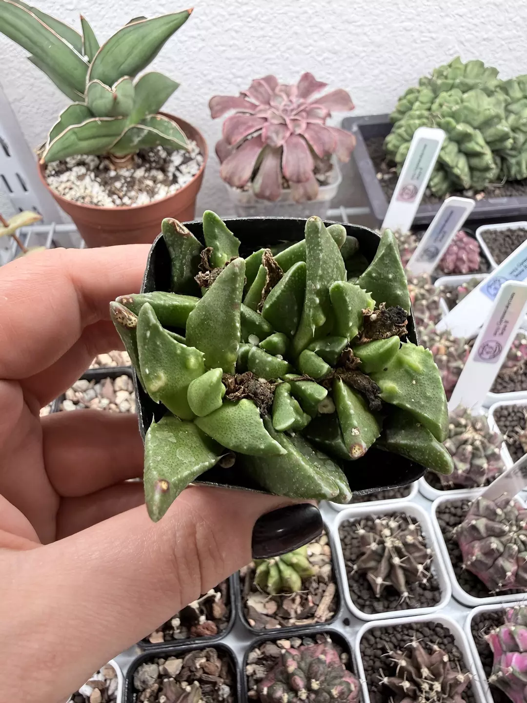 Seller’s Choice Tiger Jaws thumbnail