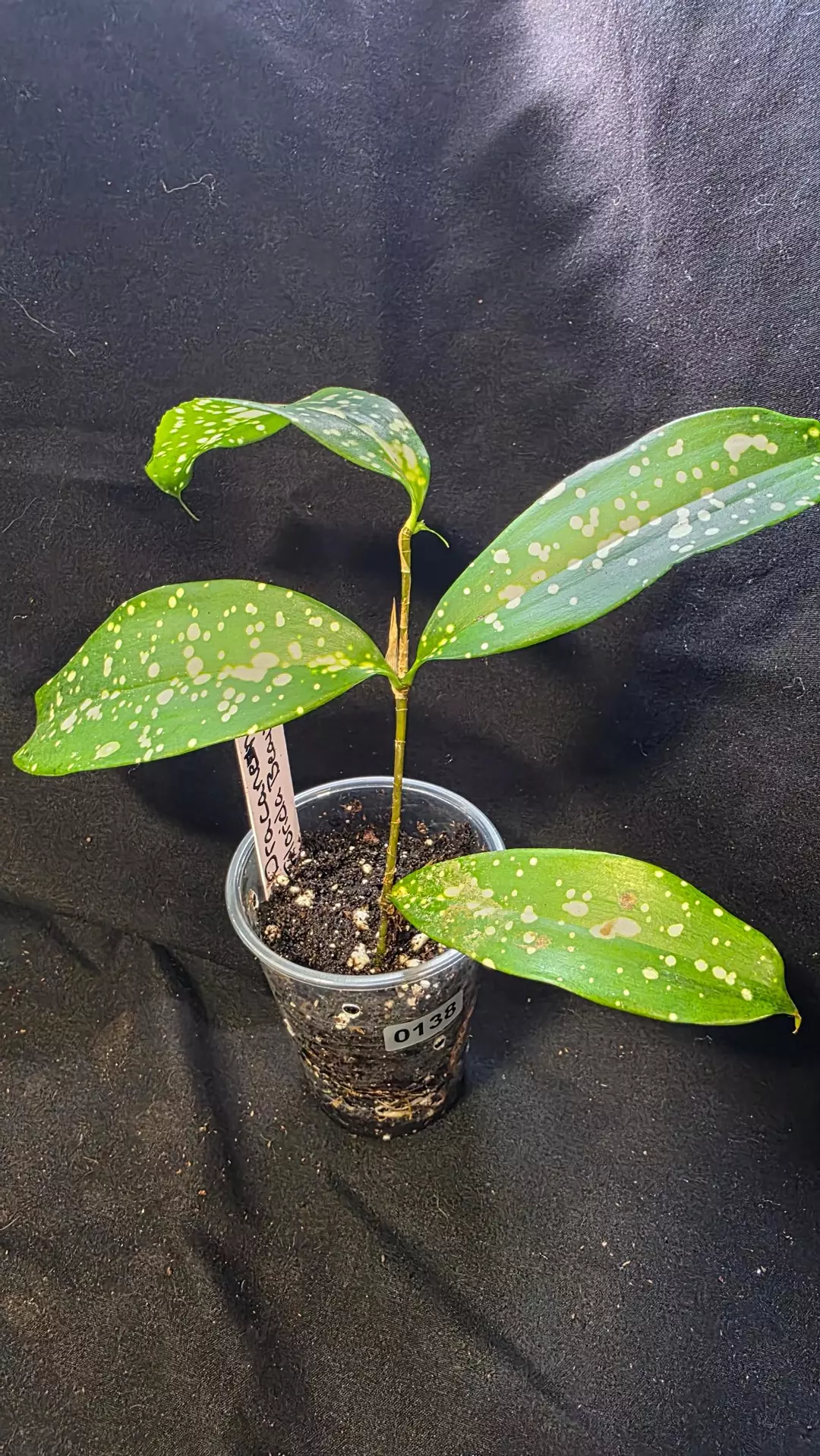 0138 dracaena Florida beauty thumbnail