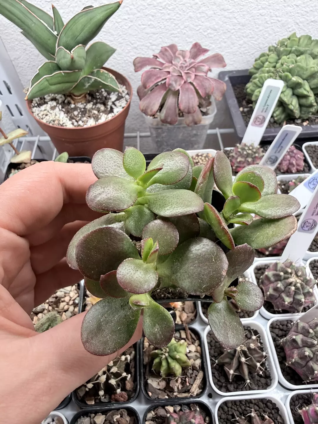 Seller’s Choice Crassula Ovata thumbnail