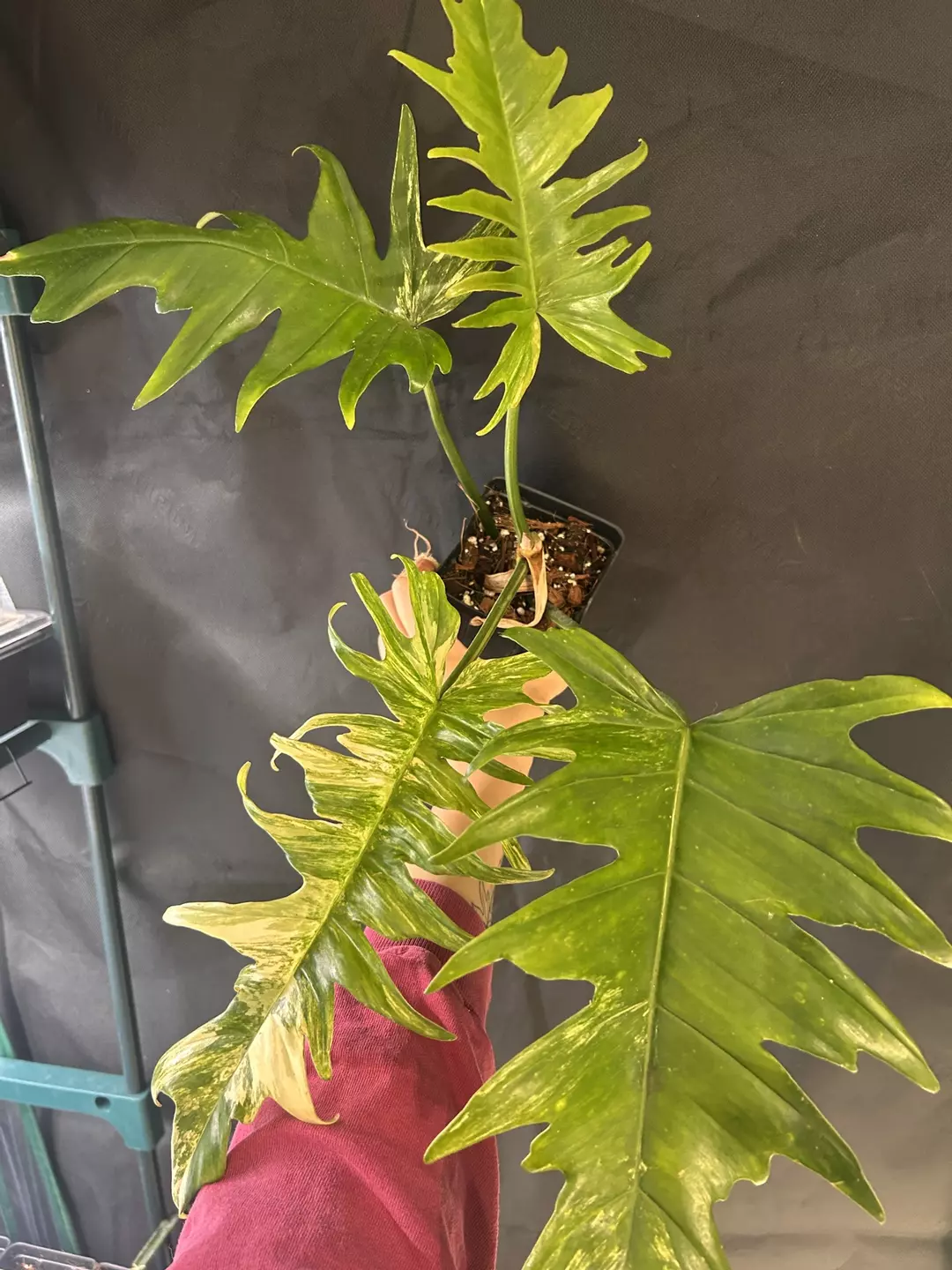 Philodendron Florida Beauty x Tortum thumbnail