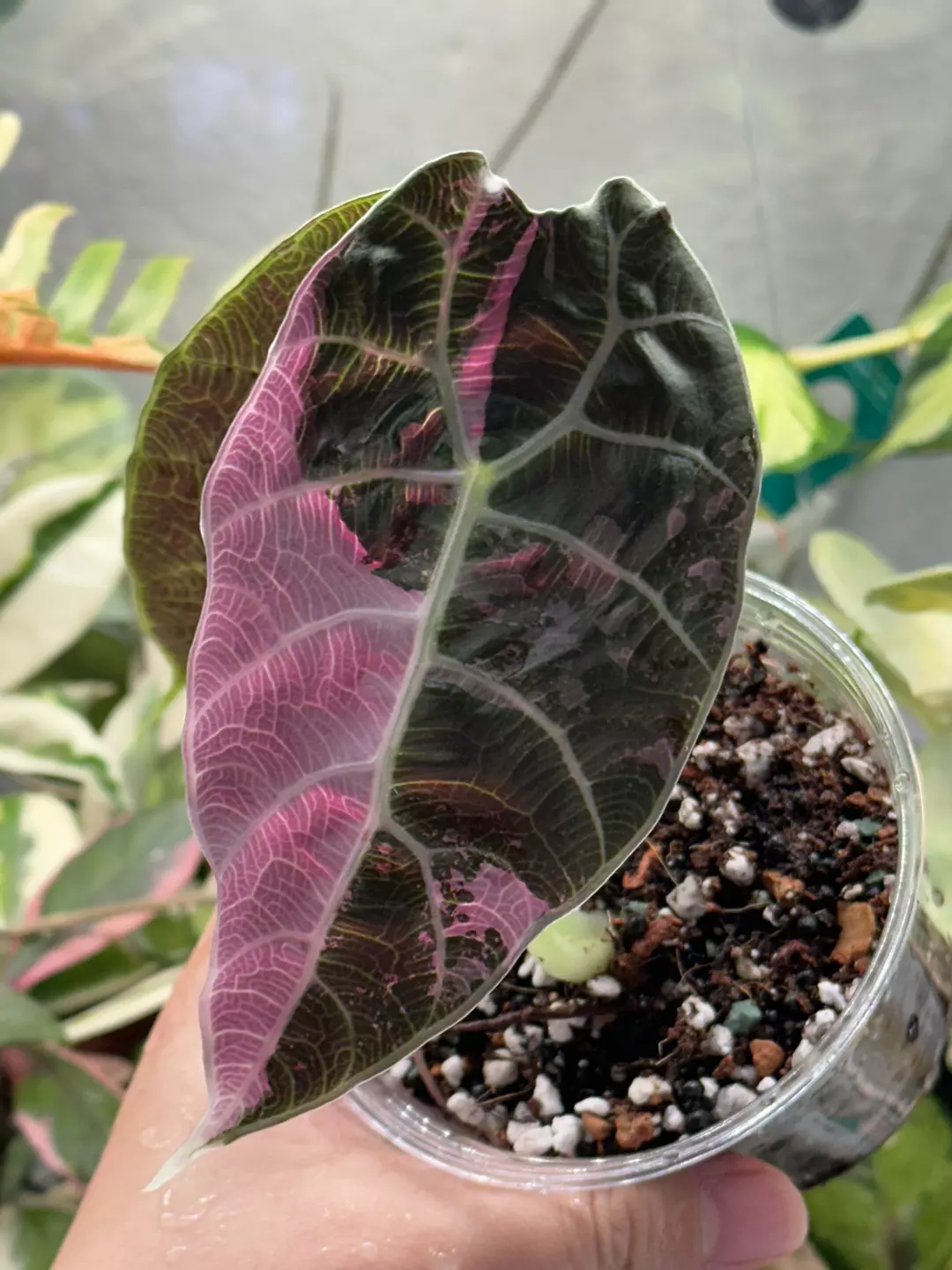 Mama size true pink Watsoniana - non minty thumbnail