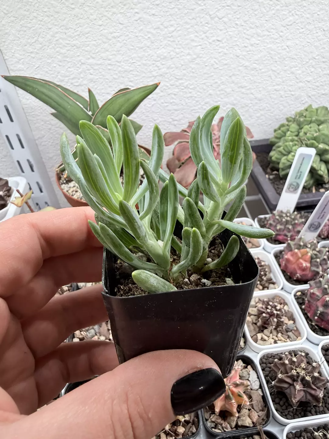 Seller’s Choice Senecio thumbnail