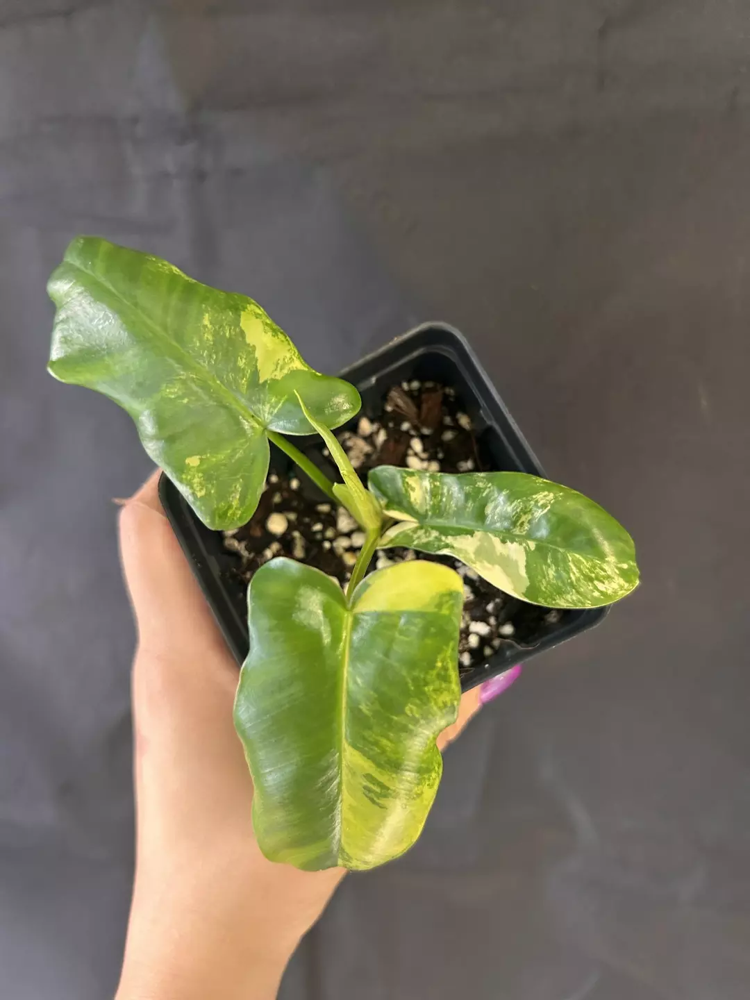 Philodendron Florida Beauty x Paraiso Verde thumbnail