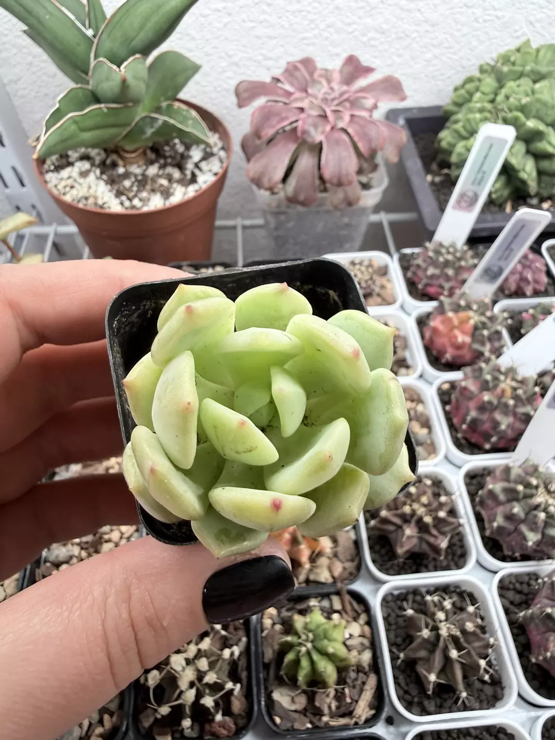 Seller’s Choice Echeveria Agavoides? thumbnail
