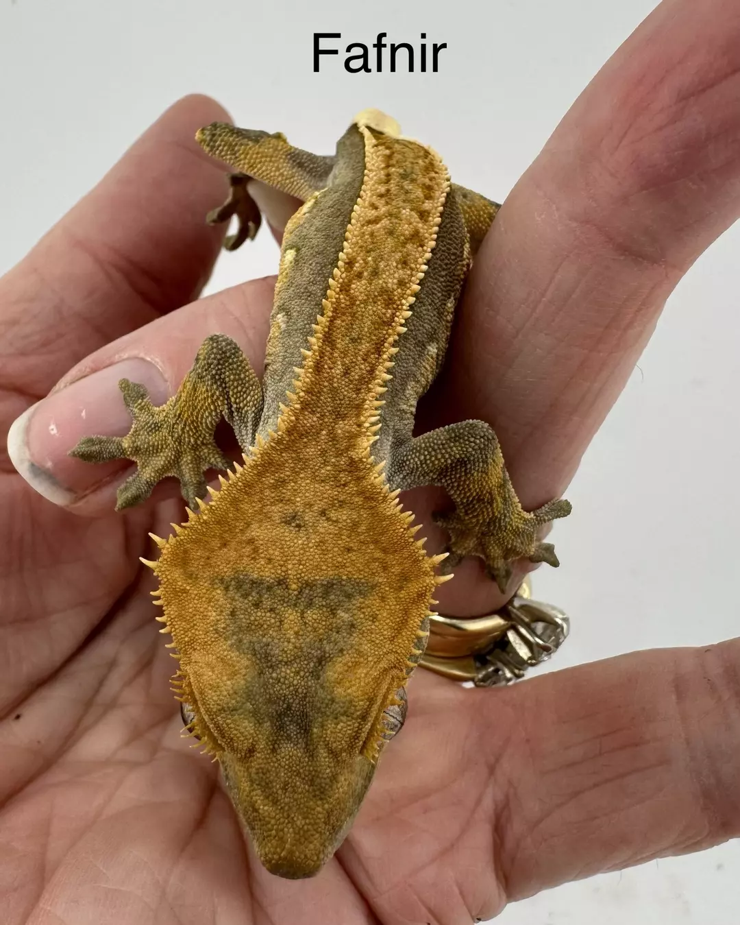 Fafnir 12g NPV 50% Het Axanthic het Phantom thumbnail