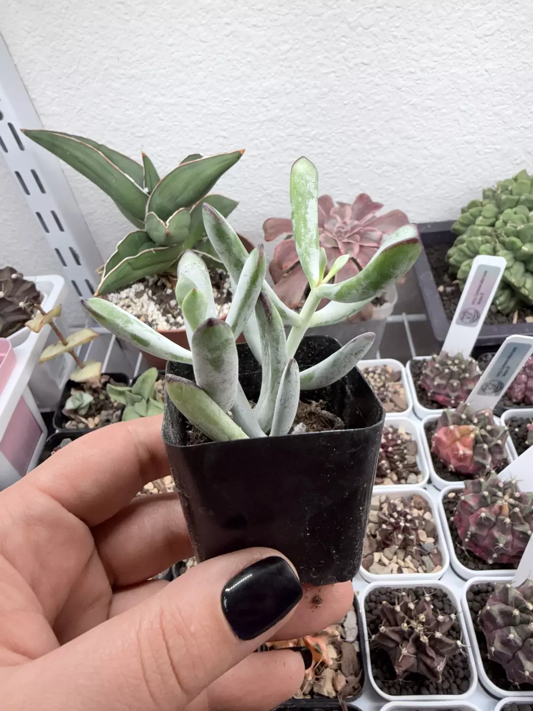 Seller’s Choice Cotyledon thumbnail