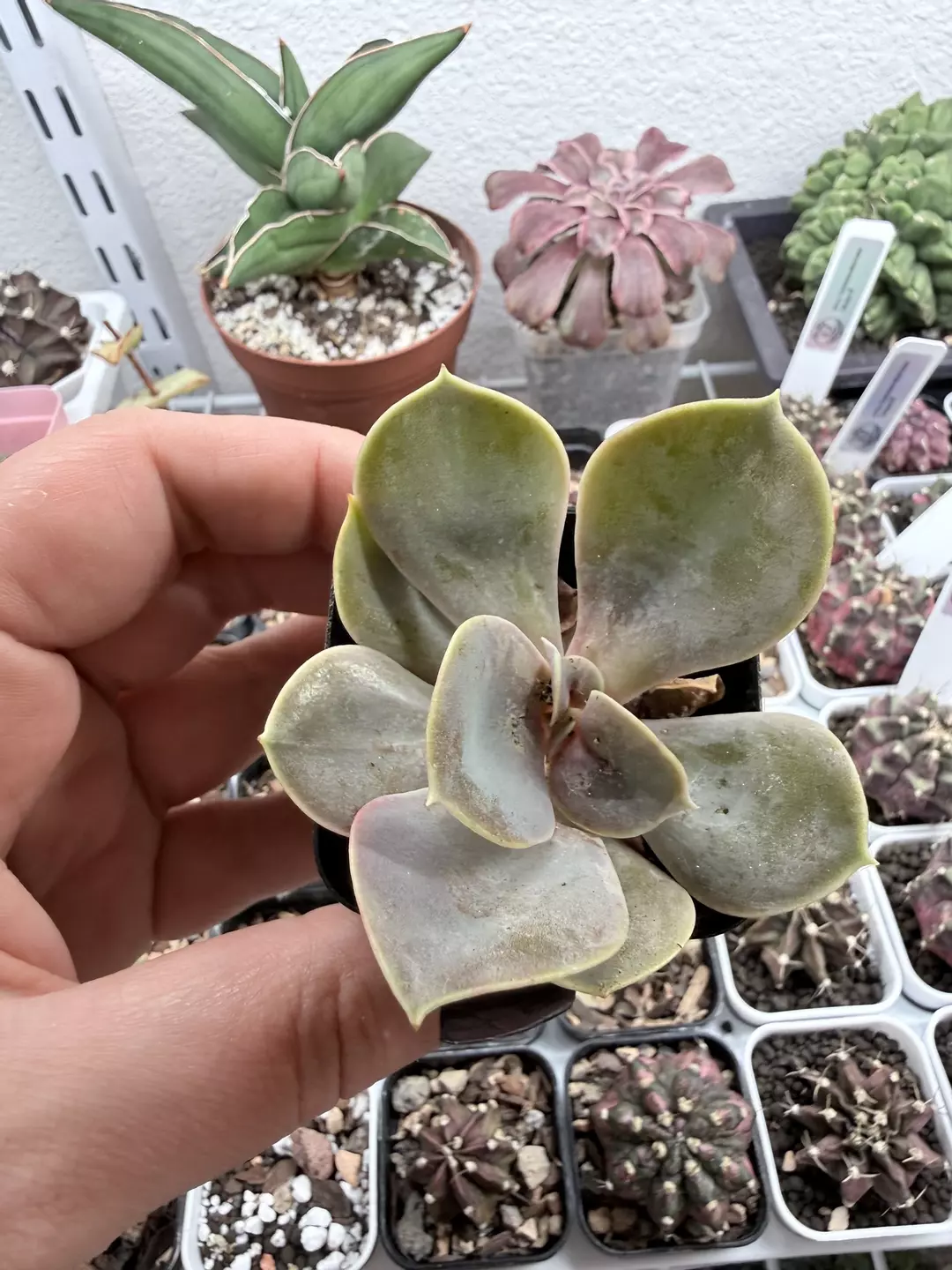 Seller’s Choice Echeveria No ID thumbnail