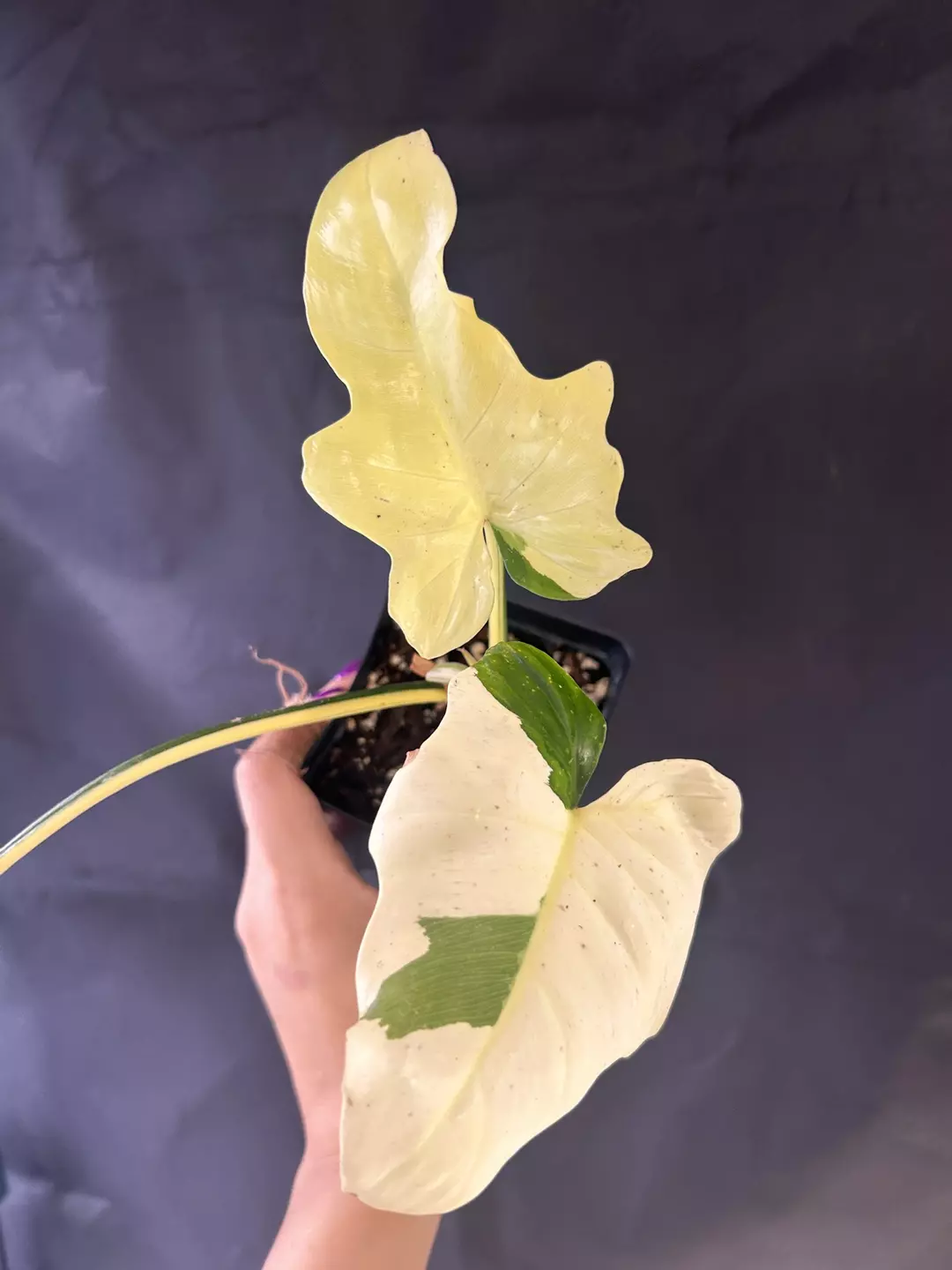 Philodendron Golden Dragon variegated thumbnail