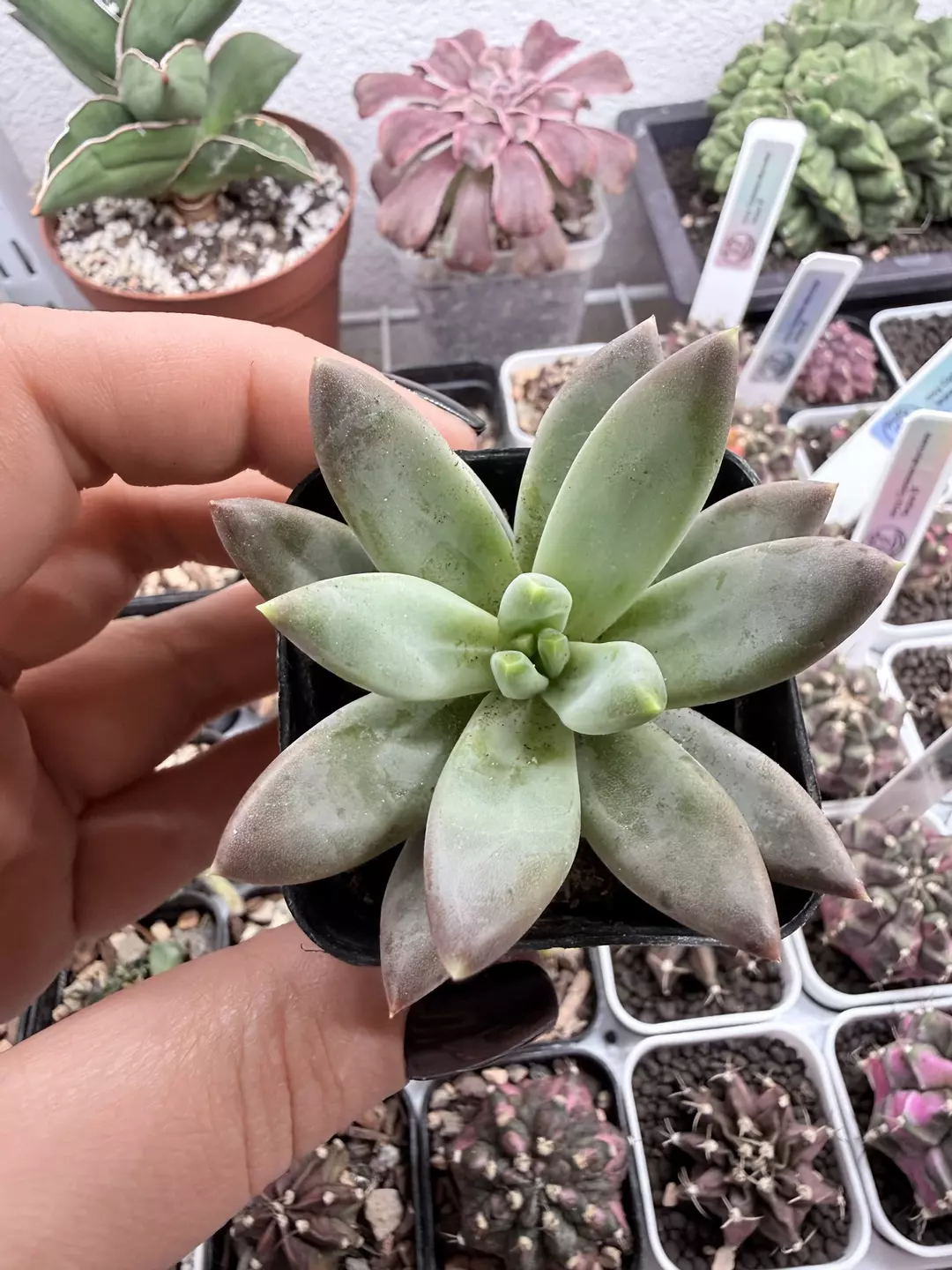 Seller’s Choice No ID thumbnail