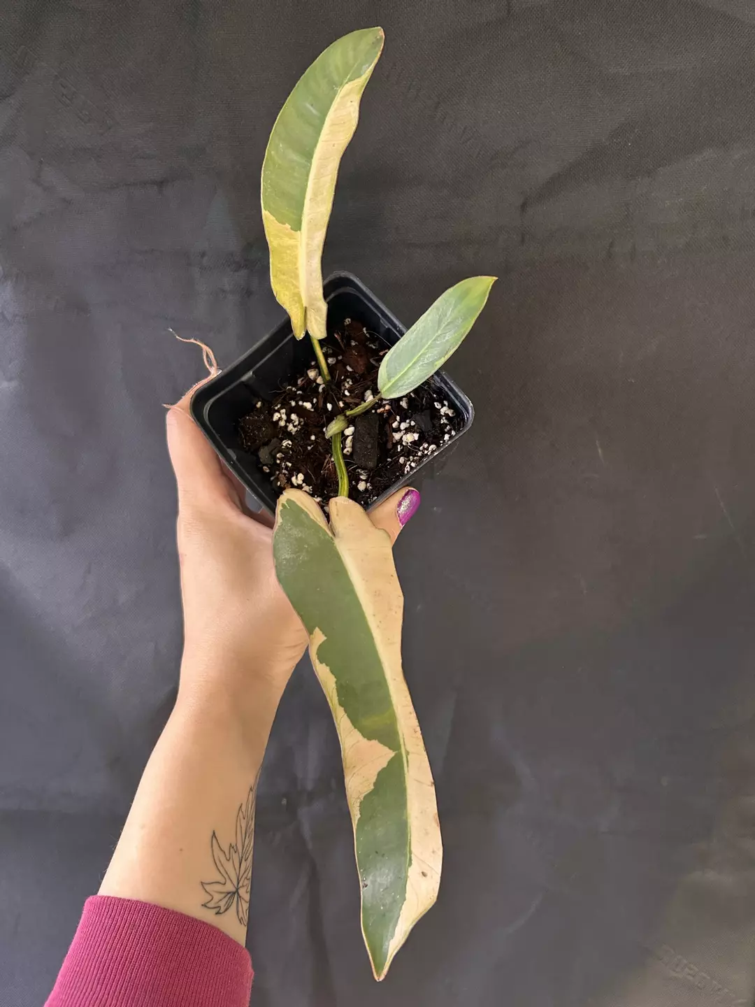 Philodendron Atabapoence Albo thumbnail